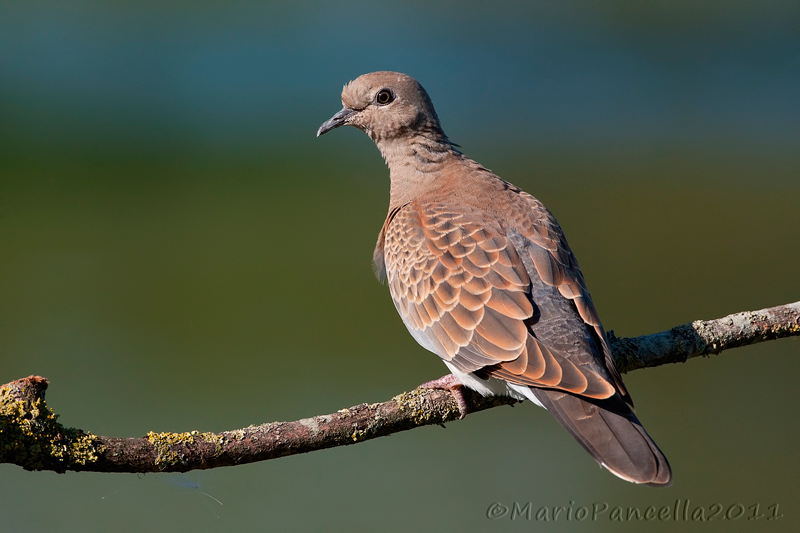 Tortora selvatica (Streptopelia turtur )
